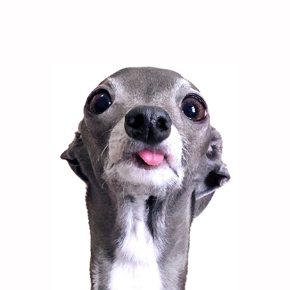 Meet your Posher, Tika the Iggy